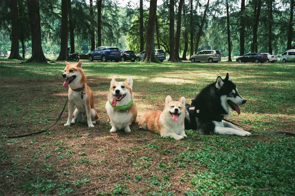 Blog author with dogs during a group training session