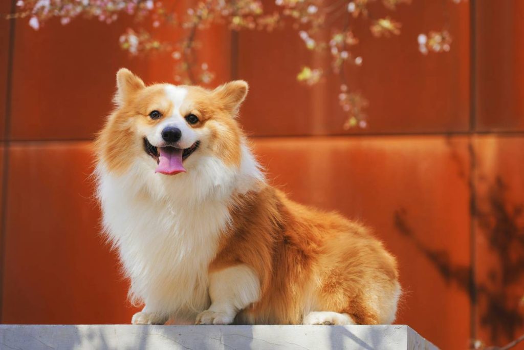 long-coated white and brown dog