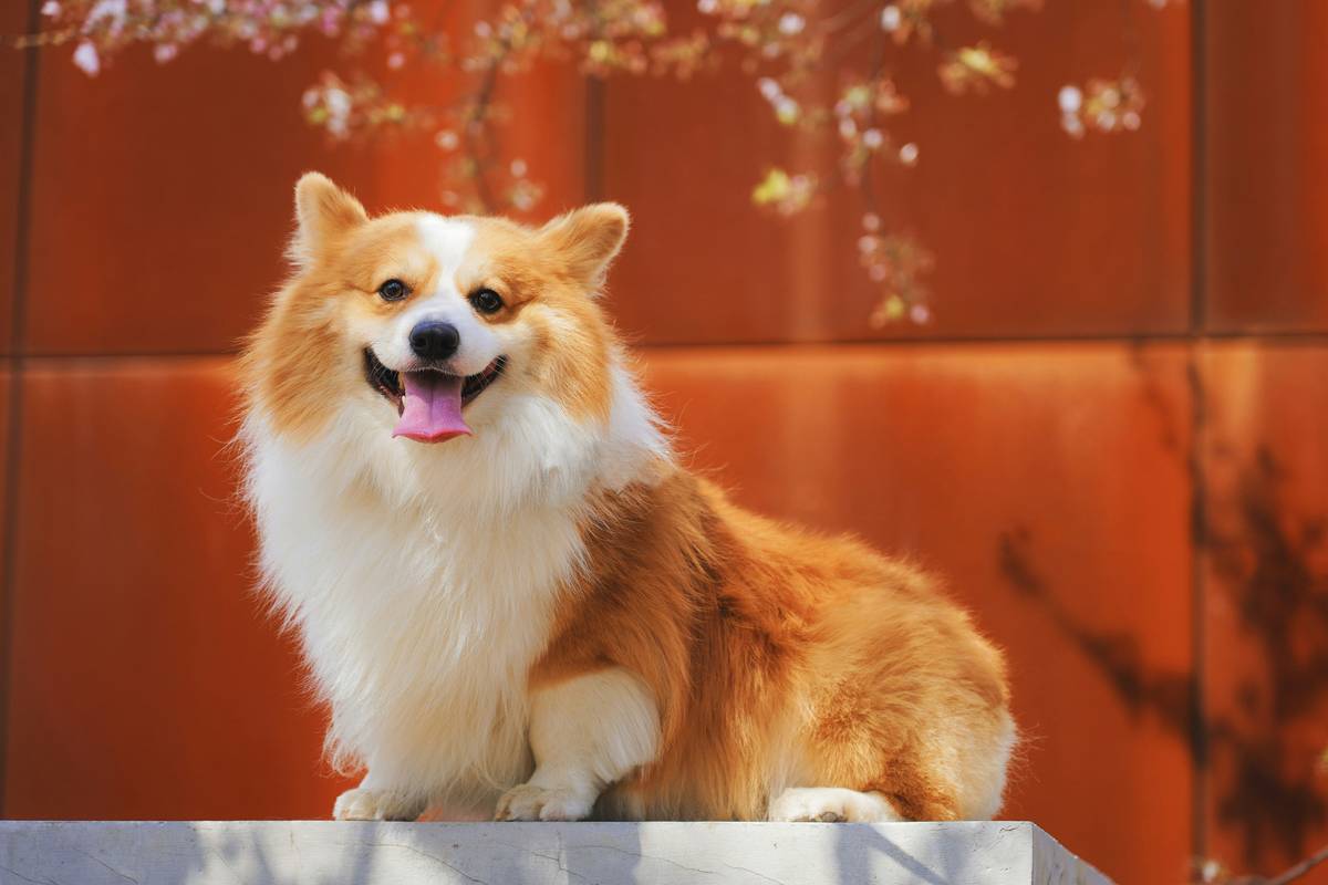 long-coated white and brown dog