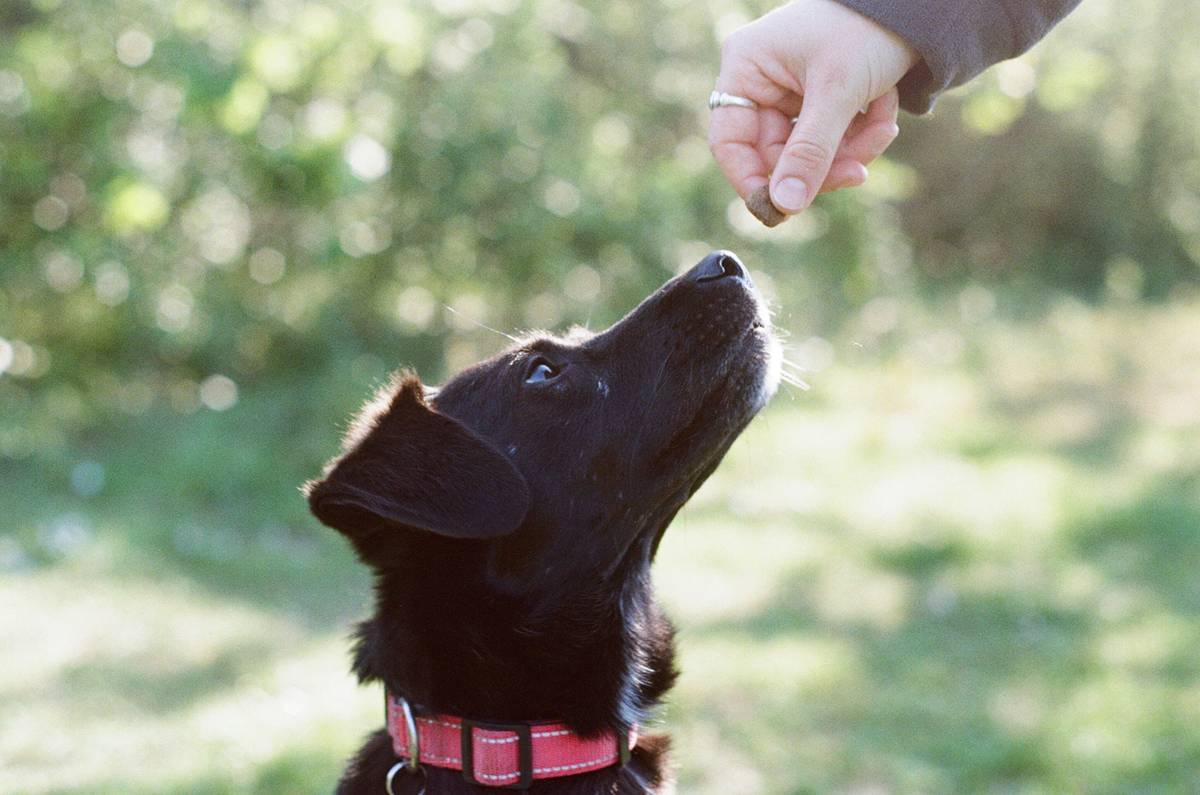 Pet owner reviewing handwritten pet training progress journal after group class