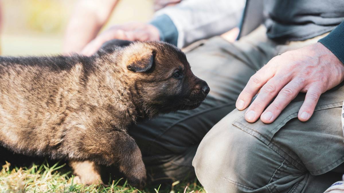 Dog succeeding in group training class with visible pet training progress markers