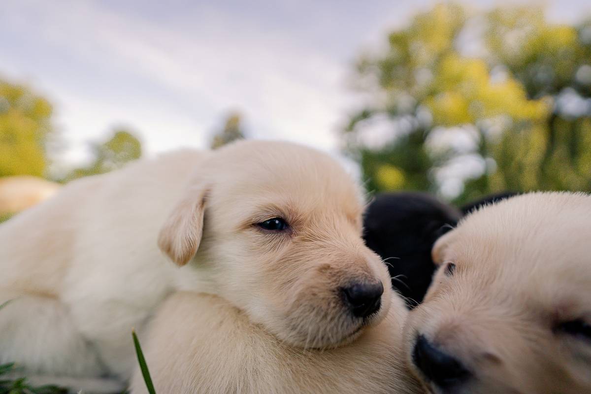 Why Your Dog Needs a Real Dog Social Skills Class (Not Just Playdates)